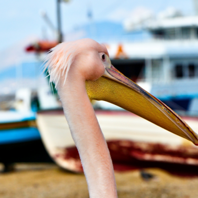 Pelican Mykonos Greece